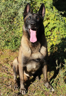 Additional photos: Belgian Shepherd Dog KSU / FCI, 1.5 months (dad works on finding explosives,