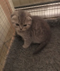 Photo №2 to announcement № 82099 for the sale of scottish fold - buy in United States private announcement