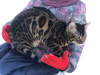 Photo №4. I will sell bengal cat in the city of Barcelona. private announcement, from nursery, breeder - price - 624$