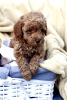 Additional photos: Red dwarf poodle