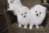 Photo №3. Cute Pomeranian puppies for free adoption. Germany