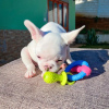 Additional photos: Продаются очаровательные щенки французского бульдога