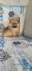 Photo №1. pomeranian - for sale in the city of Minsk | 528$ | Announcement № 46381