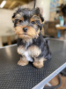 Photo №3. Healthy Yorkie puppies for sale. Germany