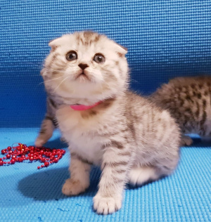 Photo №4. I will sell scottish fold in the city of Minsk. private announcement - price - Negotiated