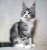 Photo №4. I will sell maine coon in the city of West Palm Beach. private announcement - price - 400$