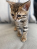 Photo №2 to announcement № 11504 for the sale of bengal cat - buy in Germany 