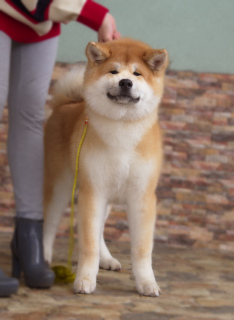 Photo №1. akita - for sale in the city of Moscow | 932$ | Announcement № 1799
