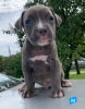 Photo №4. I will sell american pit bull terrier in the city of Żabalj. private announcement - price - negotiated