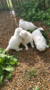 Photo №4. I will sell samoyed dog in the city of Le Lion-d'Angers. breeder - price - Is free