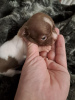 Additional photos: Chihuahua puppies