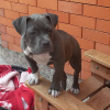 Photo №1. american bully - for sale in the city of Владикавказ | 911$ | Announcement № 68934