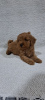 Photo №3. Miniature Poodle puppies. Serbia