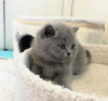 Photo №1. british shorthair - for sale in the city of New York | 300$ | Announcement № 118025