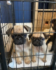 Photo №1. pug - for sale in the city of Белгород-Днестровский | 250$ | Announcement № 45281
