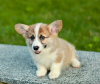 Additional photos: I offer for sale super gorgeous welsh corgi babies) there are 2 girls and 1 boy.