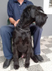 Photo №4. I will sell giant schnauzer in the city of Нови Сад. private announcement - price - 1195$