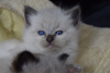 Photo №1. ragdoll - for sale in the city of Мадрид | 370$ | Announcement № 121790