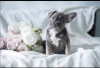 Photo №1. french bulldog - for sale in the city of Cherepovets | 897$ | Announcement № 25617