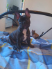 Photo №2 to announcement № 111667 for the sale of french bulldog - buy in Finland private announcement