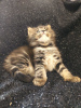 Photo №4. I will sell maine coon in the city of Kharkov. breeder - price - 1200$