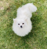 Additional photos: pomeranian