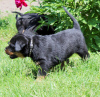 Additional photos: Rottweiler puppy