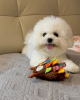 Photo №1. bichon frise - for sale in the city of Koper | Is free | Announcement № 92889