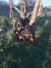 Photo №1. dobermann - for sale in the city of Vilnius | 370$ | Announcement № 36086