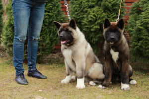Photo №3. Chic puppies AMERICAN AKITA. Russian Federation