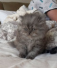 Photo №3. beautiful persian kitten. France