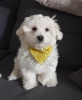 Photo №2 to announcement № 101285 for the sale of maltese dog - buy in United States breeder