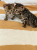 Photo №3. Urgently selling cute bengal kittens. Germany