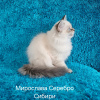 Photo №4. I will sell neva masquerade in the city of Minsk. from nursery, breeder - price - 450$