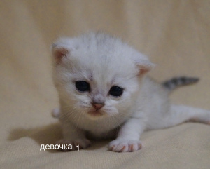 Photo №2 to announcement № 6718 for the sale of british shorthair - buy in Russian Federation private announcement