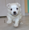 Photo №1. maltese dog - for sale in the city of Palma | 371$ | Announcement № 107593