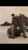 Photo №1. french bulldog - for sale in the city of Dover | 475$ | Announcement № 115320