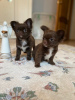 Photo №2 to announcement № 15211 for the sale of chihuahua - buy in Belarus breeder