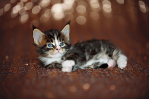 Photo №2 to announcement № 1924 for the sale of maine coon - buy in Belarus from nursery