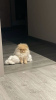 Photo №1. pomeranian - for sale in the city of Berlin | negotiated | Announcement № 98042