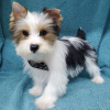 Photo №2 to announcement № 87065 for the sale of yorkshire terrier - buy in United States private announcement
