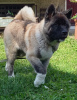 Additional photos: american akita