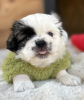 Additional photos: Pekingese puppies for sale