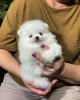 Photo №1. pomeranian - for sale in the city of Berlin | 380$ | Announcement № 121533