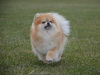 Additional photos: Gorgeous little robbers) Pomeranian.
