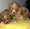 Photo №2 to announcement № 124075 for the sale of labradoodle - buy in Finland private announcement