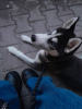 Photo №2 to announcement № 93588 for the sale of siberian husky - buy in Turkey private announcement