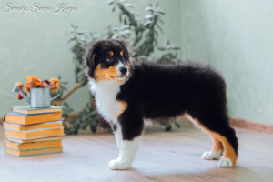 Photo №2 to announcement № 1230 for the sale of australian shepherd - buy in Russian Federation from nursery