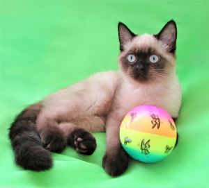 Additional photos: selling titled cat for breeding go to favorites
