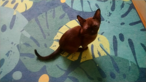 Photo №2 to announcement № 2276 for the sale of burmese cat - buy in Russian Federation 